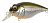 Воблер MEGABASS SR-X GRIFFON (M Stardust-Shad OB)